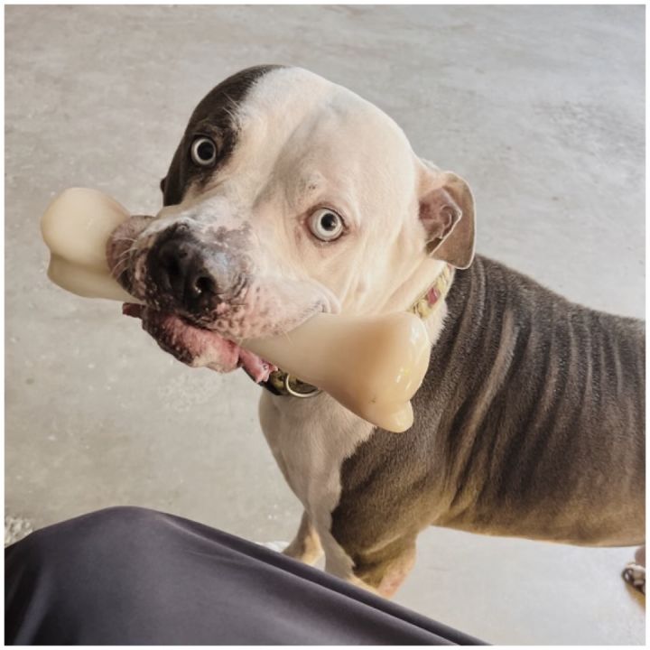 Ollie, an adoptable American Bully Mix in Kingwood, TX_image-1