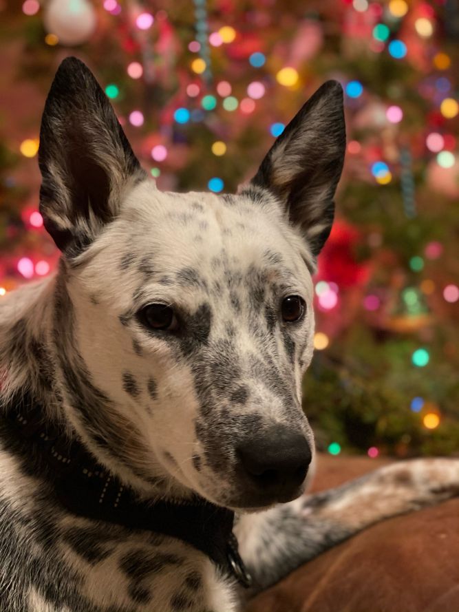 Dog for adoption Stark, an Australian Cattle Dog / Blue