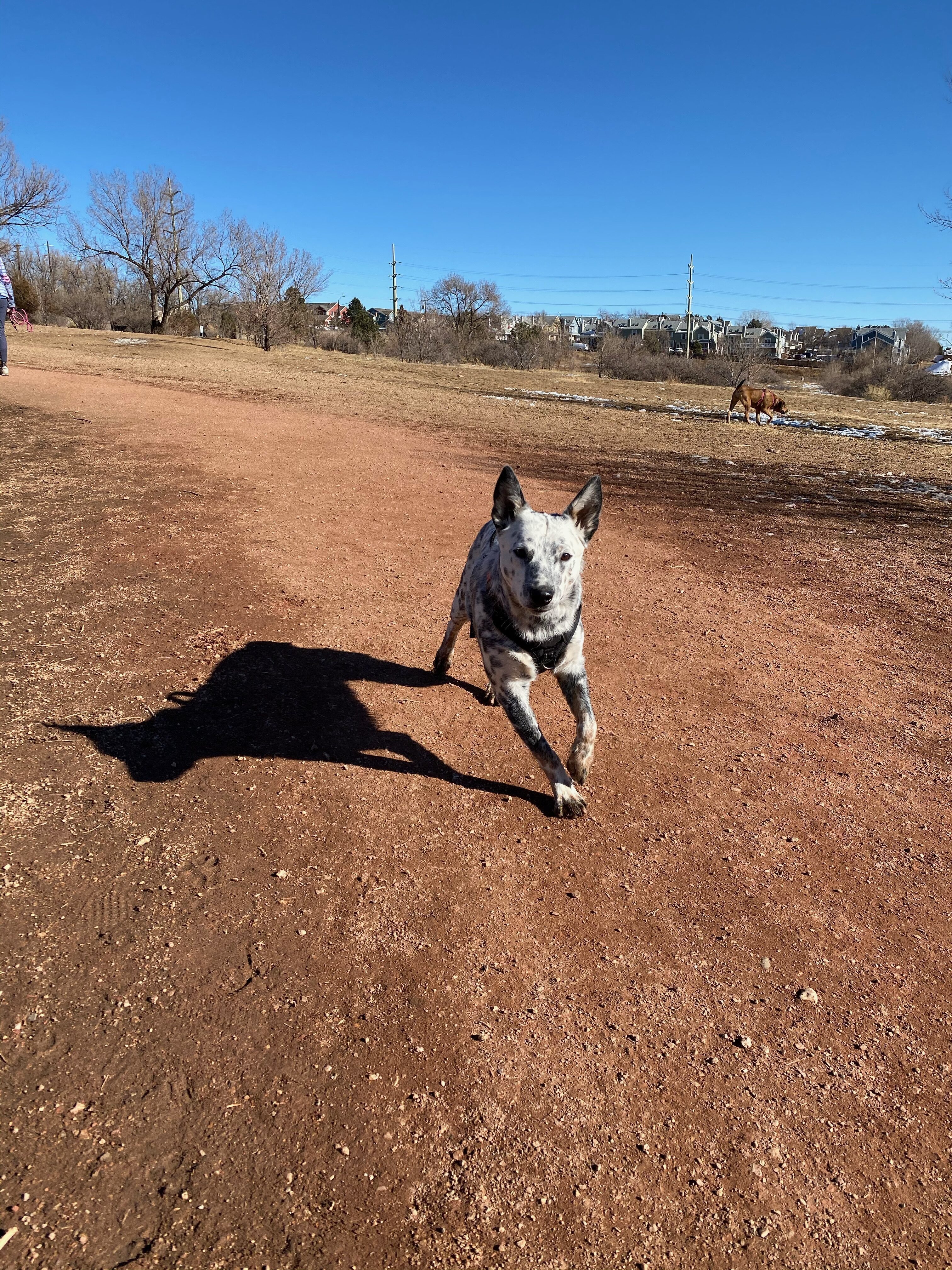 Stark, an adoptable Australian Cattle Dog / Blue Heeler in Colorado Springs, CO, 80907 | Photo Image 3