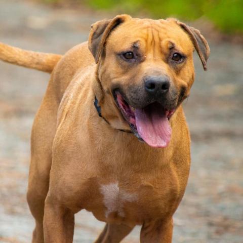 Rambo, an adoptable Retriever & Black Mouth Cur Mix in Middletown, NY_image-1