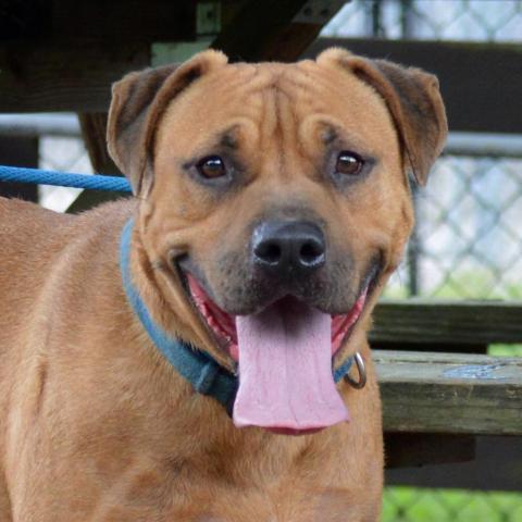 Rambo, an adoptable Retriever, Black Mouth Cur in Middletown, NY, 10940 | Photo Image 1