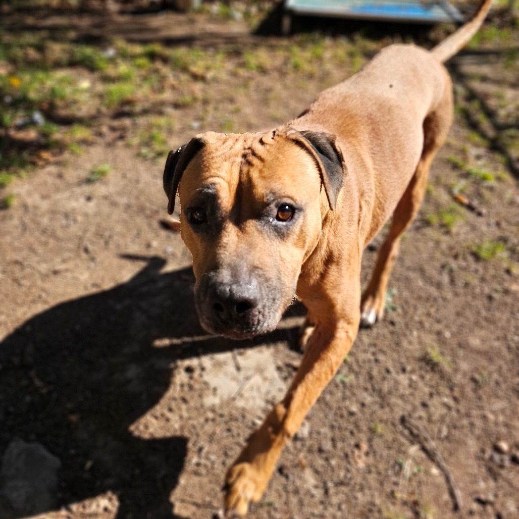 Rambo, an adoptable Mixed Breed in Middletown, NY, 10940 | Photo Image 1