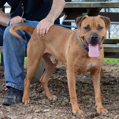 Rambo, an adoptable Retriever, Black Mouth Cur in Middletown, NY, 10940 | Photo Image 2