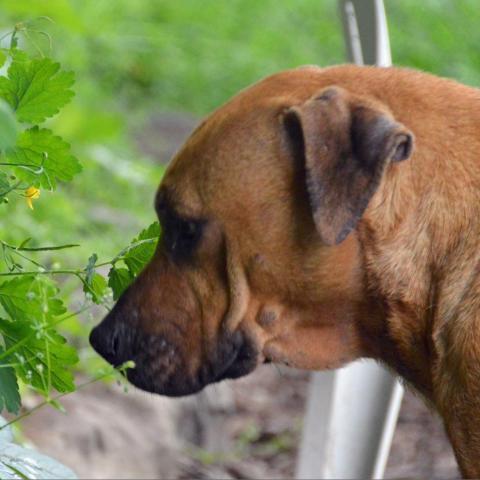 Rambo, an adoptable Mixed Breed in Middletown, NY, 10940 | Photo Image 2