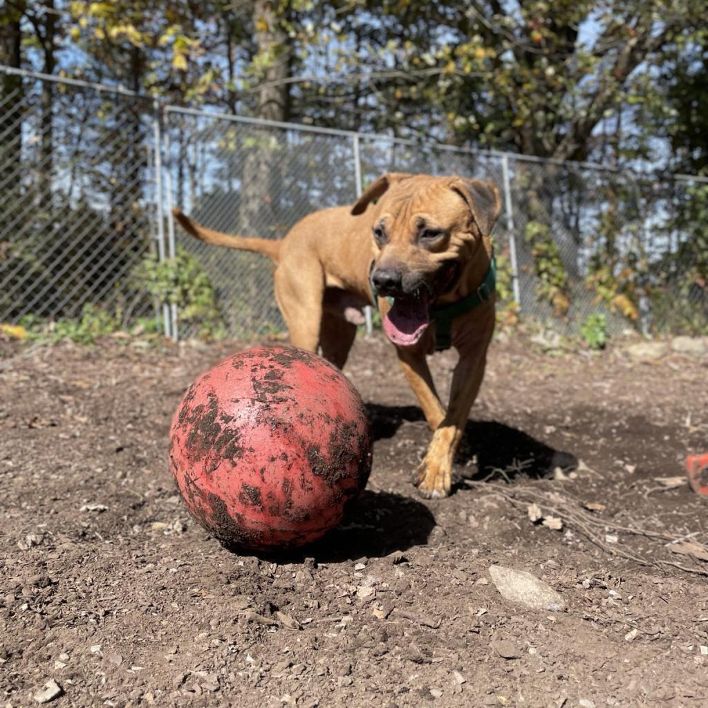 Rambo, an adoptable Mixed Breed in Middletown, NY, 10940 | Photo Image 2