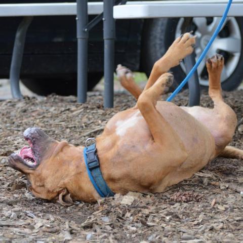 Rambo, an adoptable Retriever, Black Mouth Cur in Middletown, NY, 10940 | Photo Image 3