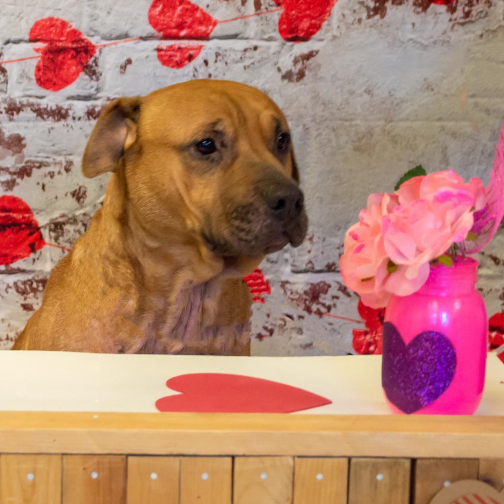 Rambo, an adoptable Mixed Breed in Middletown, NY, 10940 | Photo Image 4