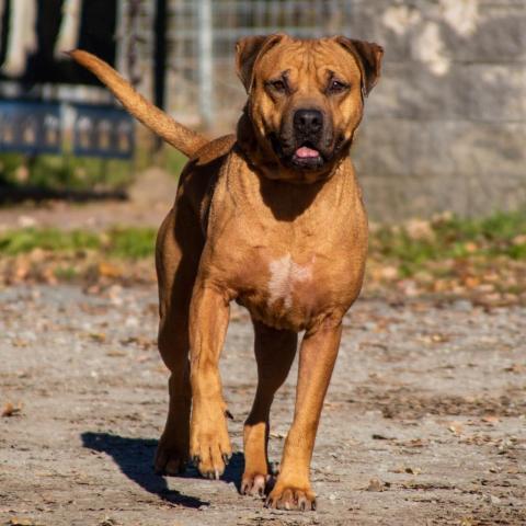 Rambo, an adoptable Retriever, Black Mouth Cur in Middletown, NY, 10940 | Photo Image 5