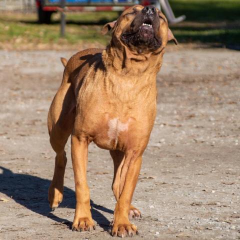 Rambo, an adoptable Mixed Breed in Middletown, NY, 10940 | Photo Image 5