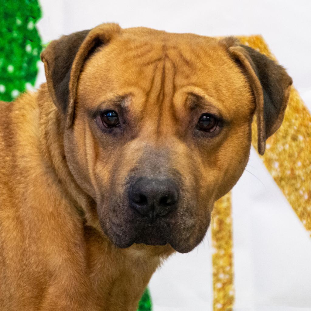 Rambo, an adoptable Mixed Breed in Middletown, NY, 10940 | Photo Image 5