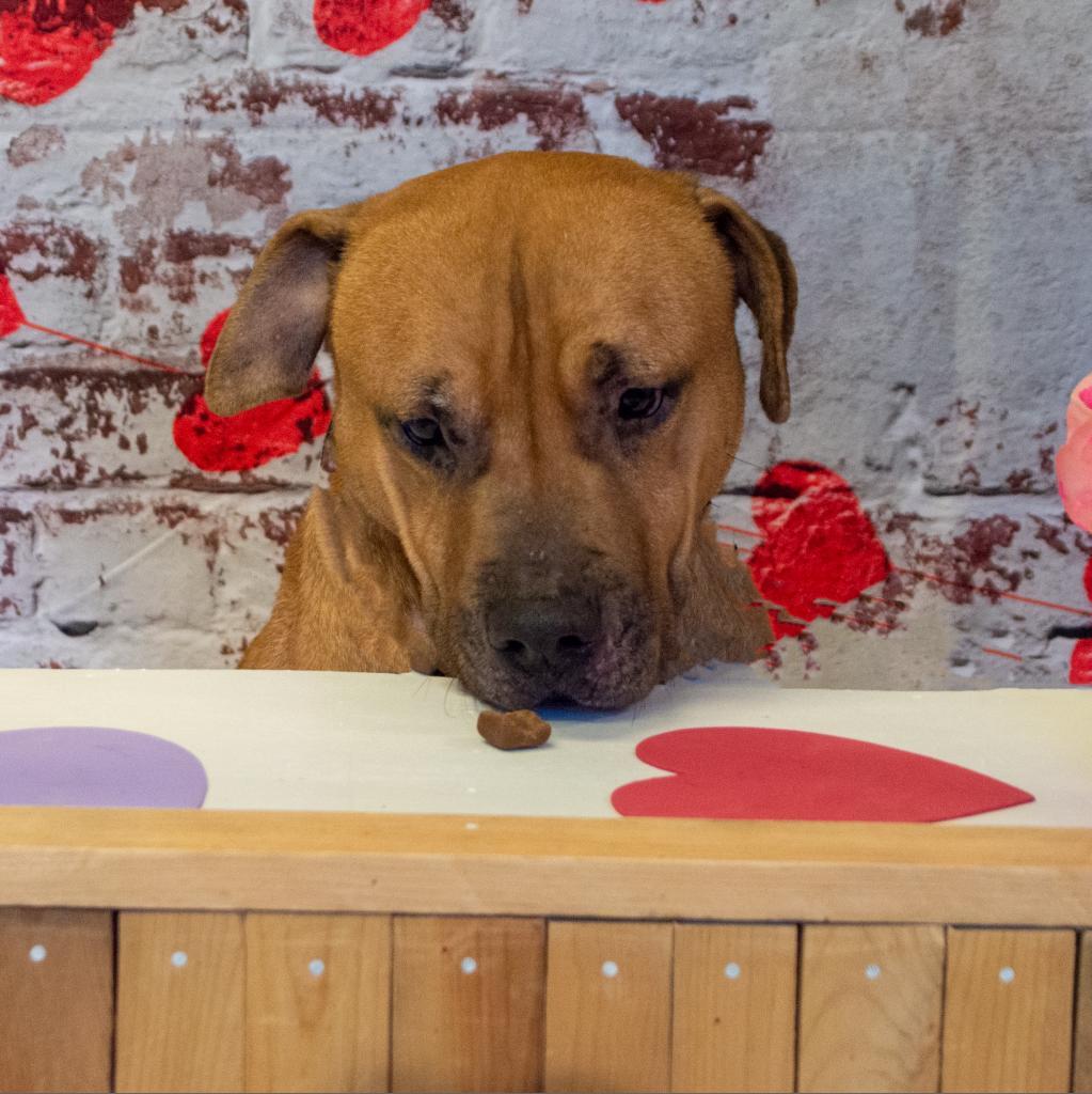 Rambo, an adoptable Mixed Breed in Middletown, NY, 10940 | Photo Image 5