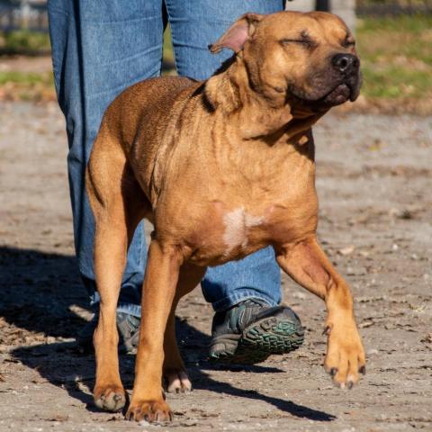 Rambo, an adoptable Retriever, Black Mouth Cur in Middletown, NY, 10940 | Photo Image 6