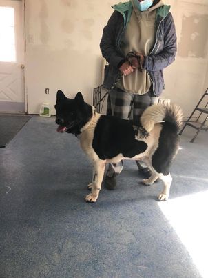 Available - Big East Akita Rescue