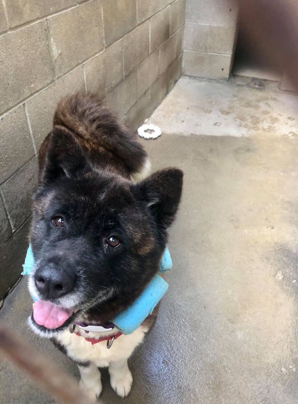 Available - Big East Akita Rescue