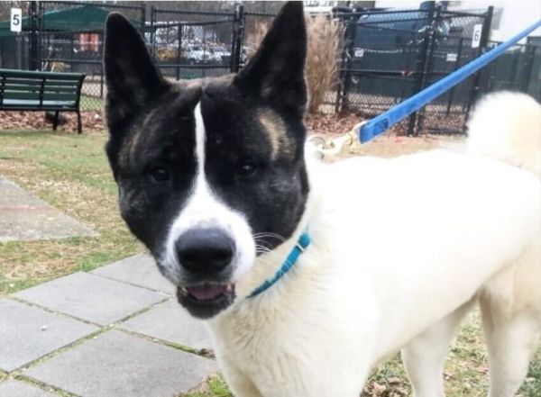 Available - Big East Akita Rescue