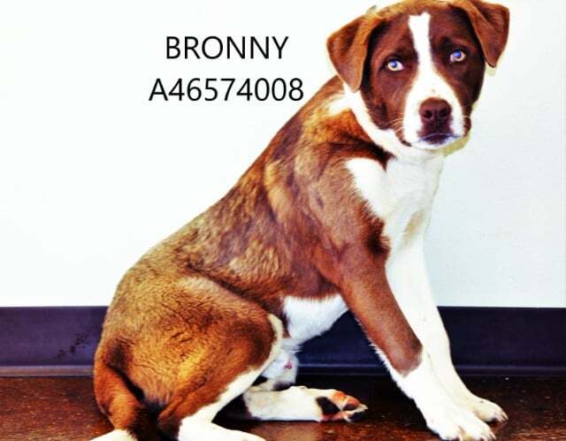 Bronny 1