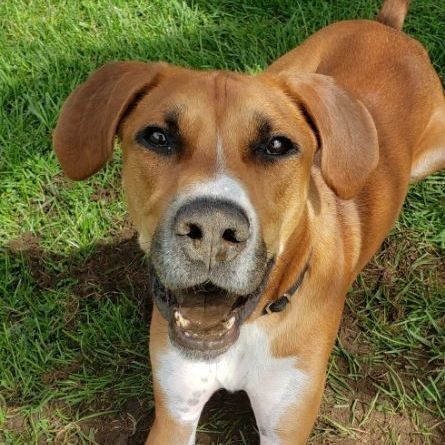 Dog for adoption - Jace, a Treeing Walker Coonhound & American ...