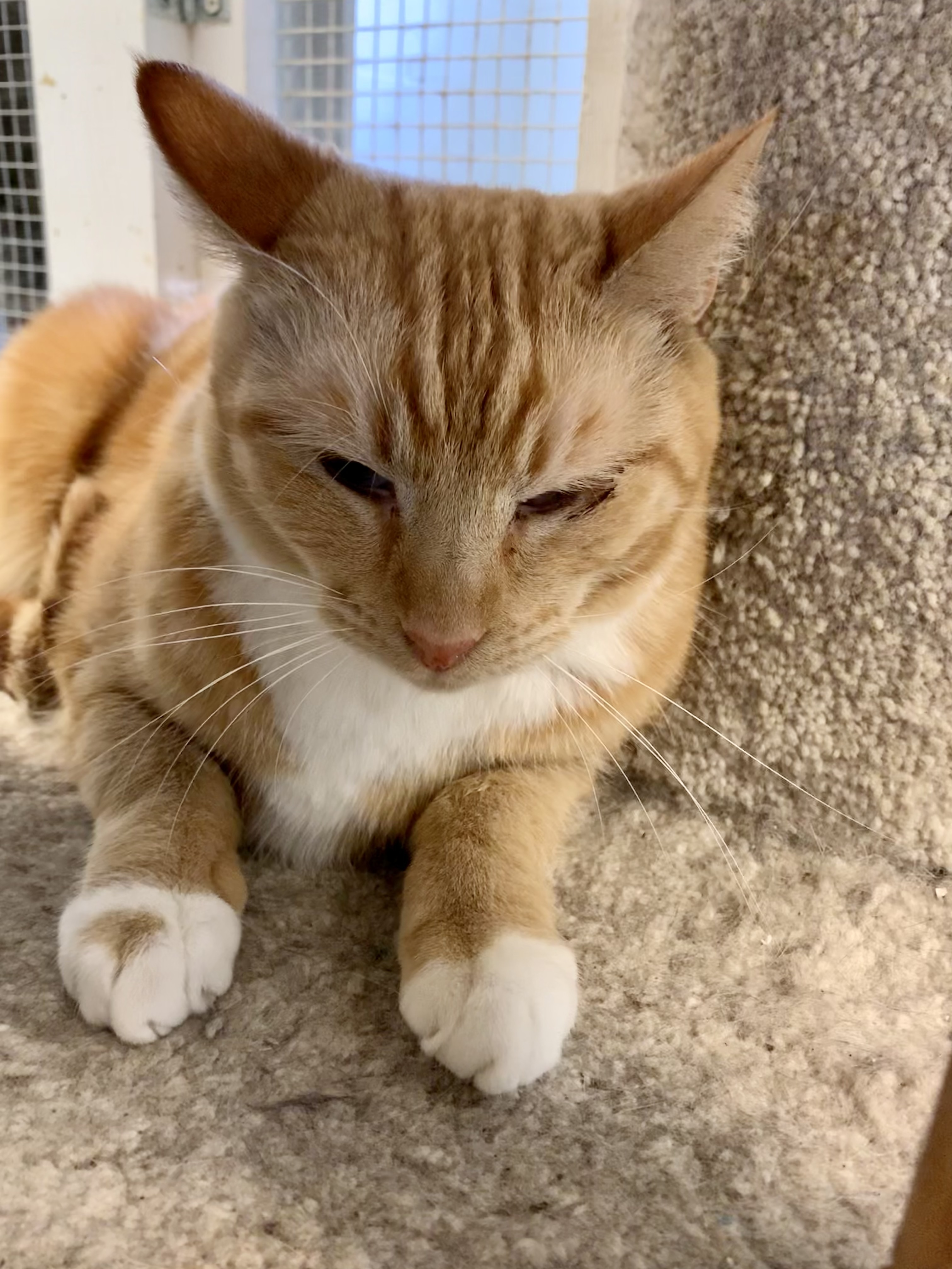 Cat for adoption Freida, a Tabby in Ontario, CA Petfinder