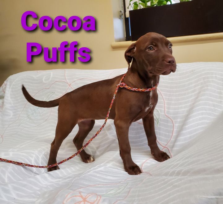 Cocoa Puffs 1