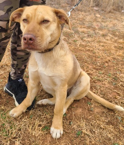 Shy, an adopted Labrador Retriever & Beagle Mix in Lenoir, NC_image-1