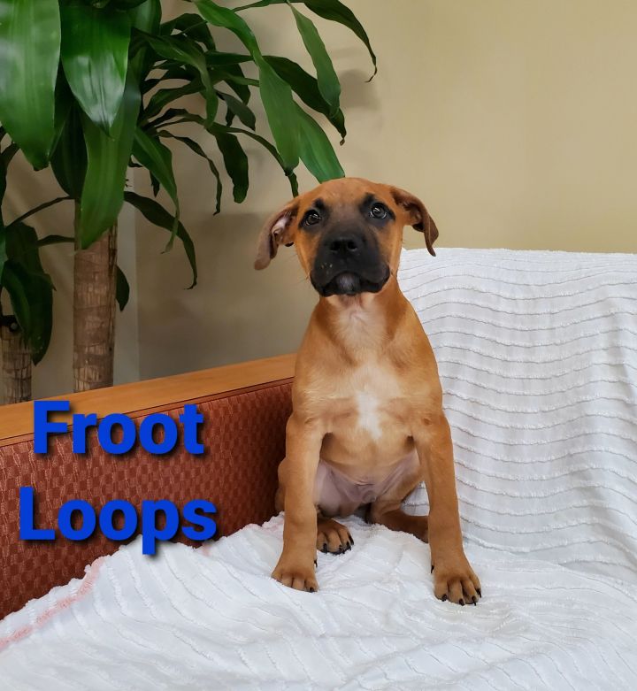 Froot Loops 1