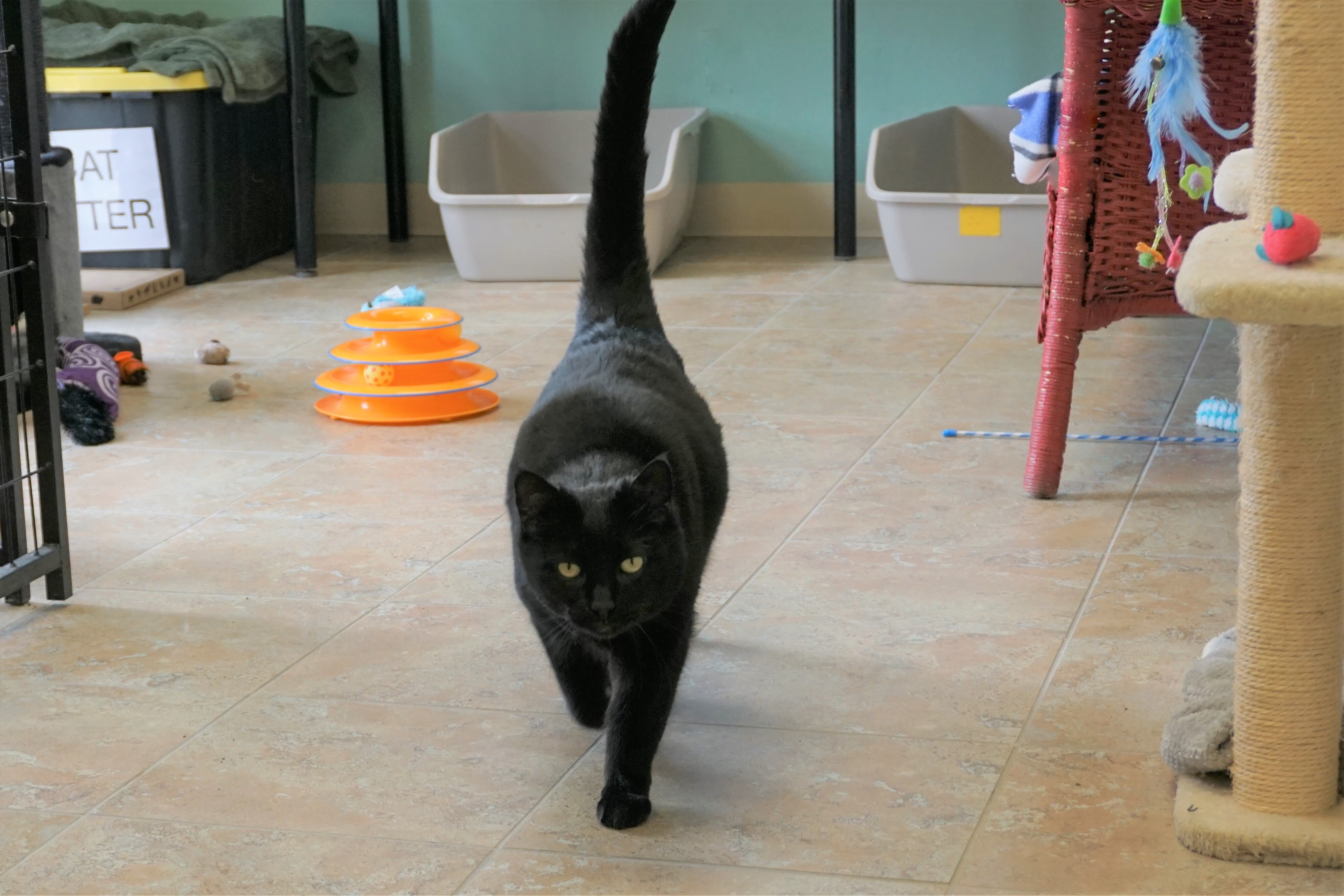 Babe, an adoptable Domestic Short Hair in Fountain Hills, AZ, 85268 | Photo Image 2