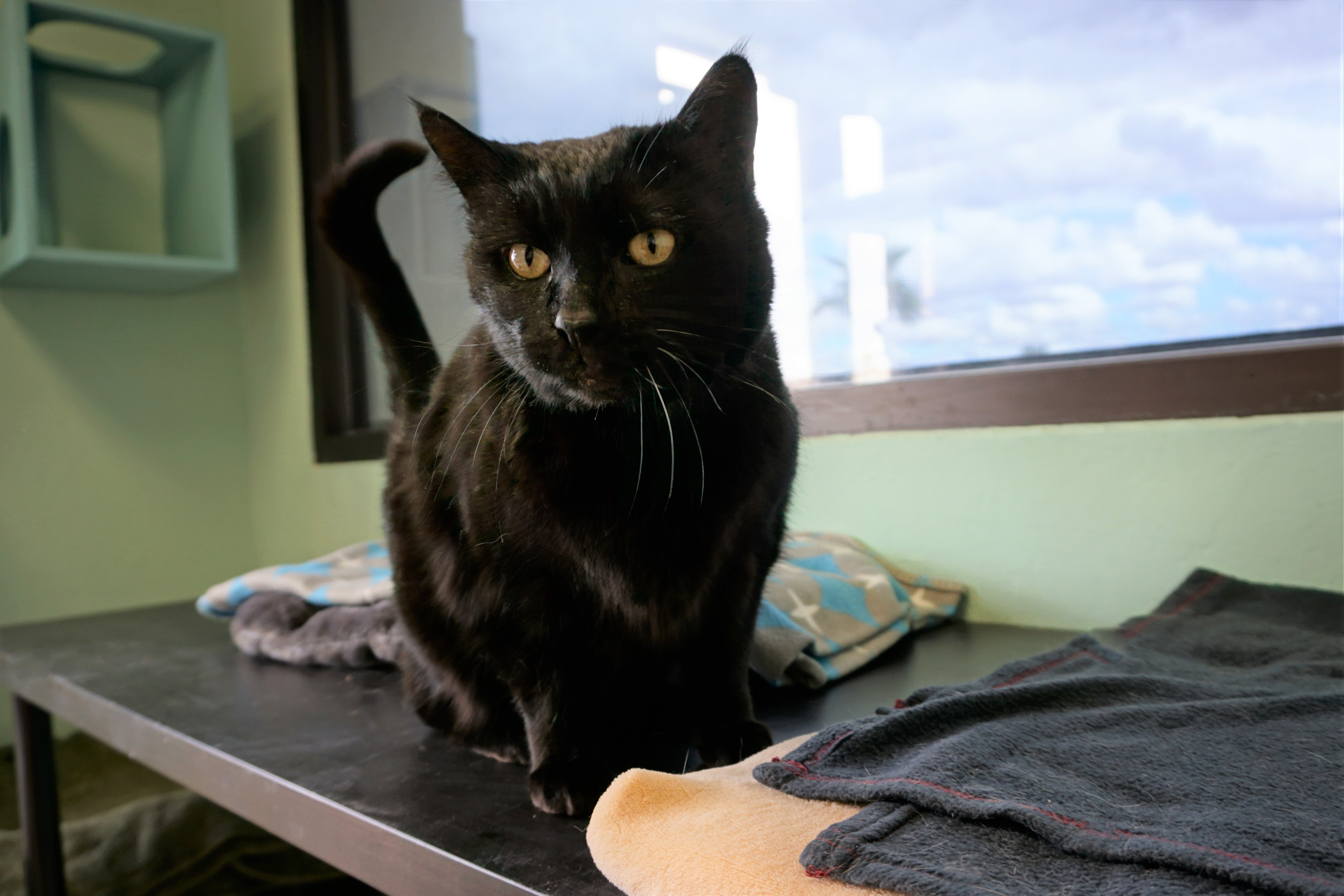 Babe, an adoptable Domestic Short Hair in Fountain Hills, AZ, 85268 | Photo Image 4