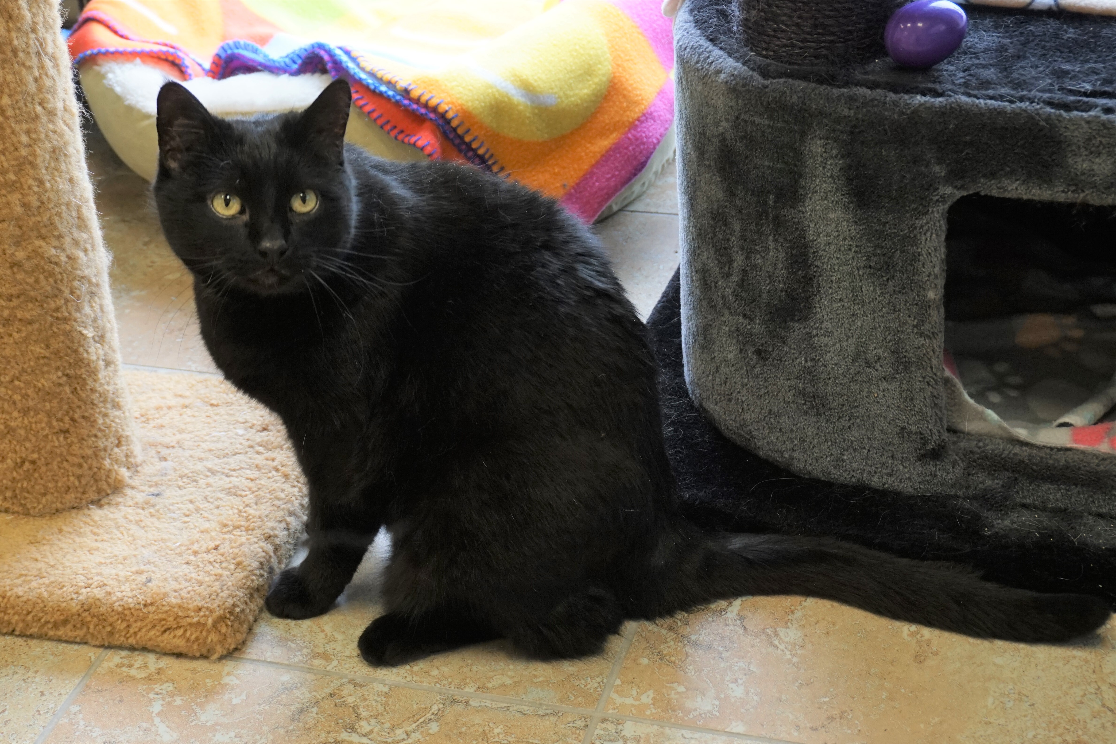 Babe, an adoptable Domestic Short Hair in Fountain Hills, AZ, 85268 | Photo Image 8