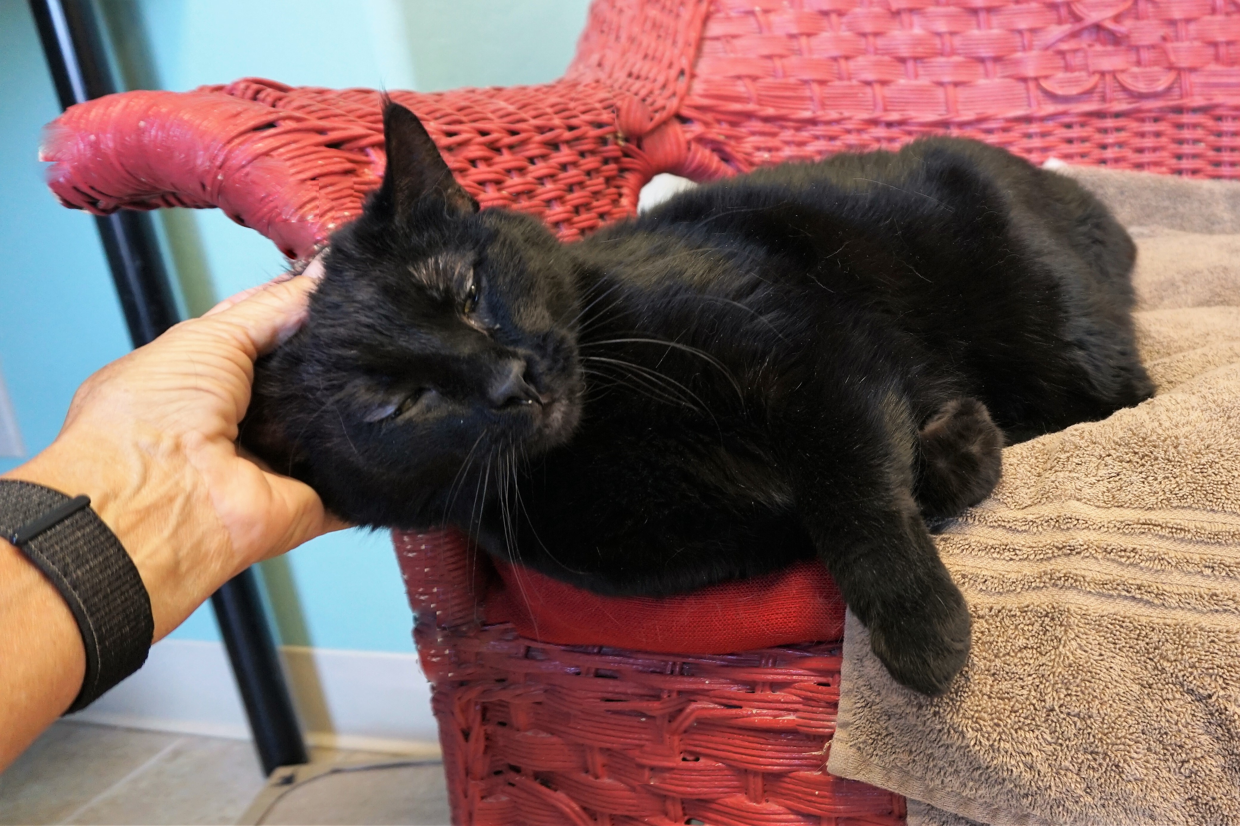 Babe, an adoptable Domestic Short Hair in Fountain Hills, AZ, 85268 | Photo Image 10