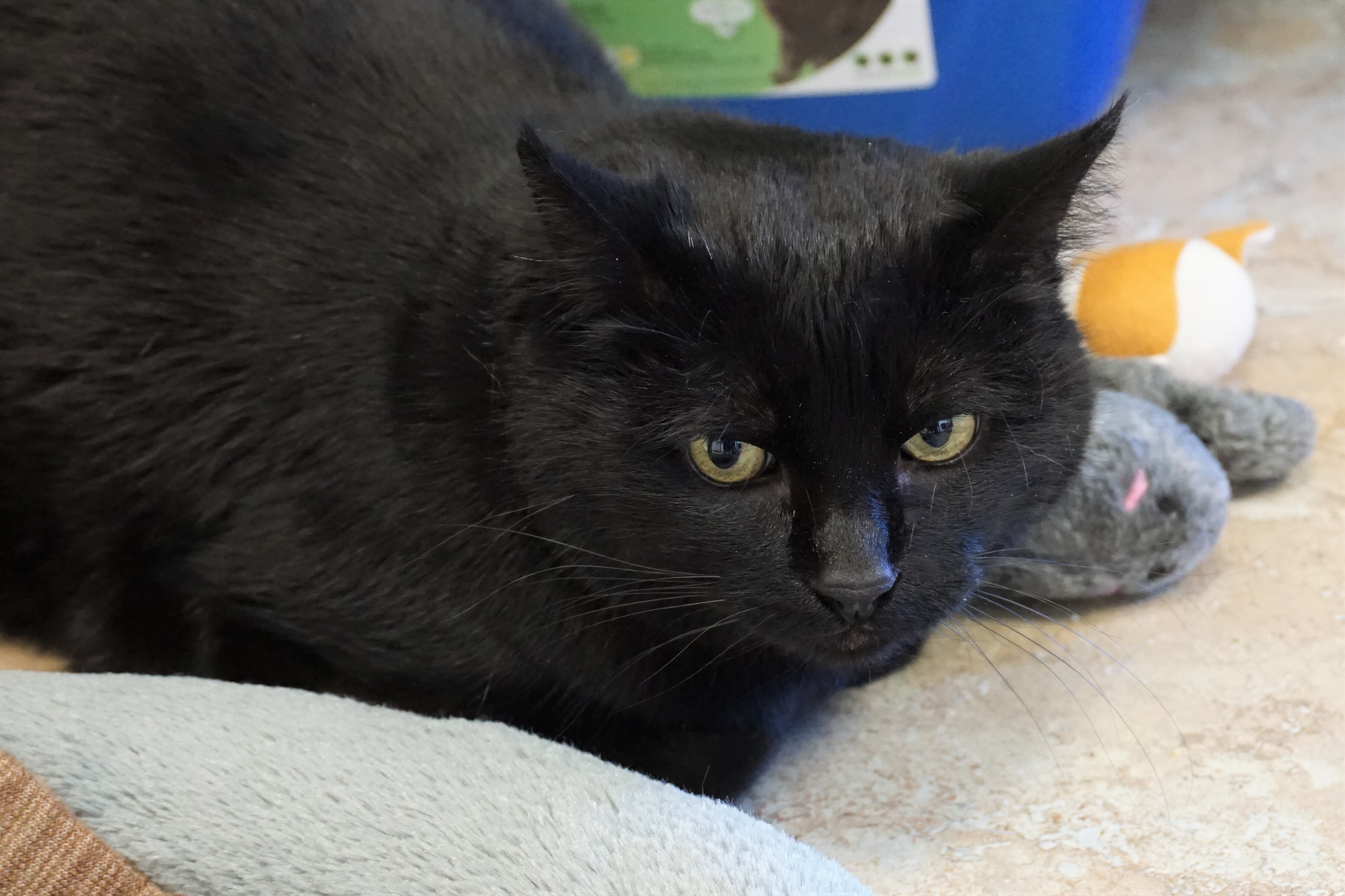 Babe, an adoptable Domestic Short Hair in Fountain Hills, AZ, 85268 | Photo Image 12