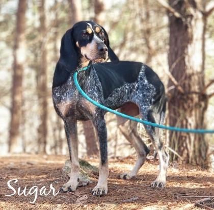Sugar, an adopted Bluetick Coonhound in Sautee Nacoochee, GA_image-1