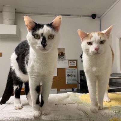 CATS OF THE MONTH!