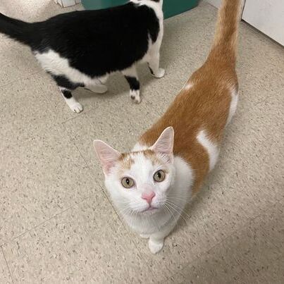 CATS OF THE MONTH! 5