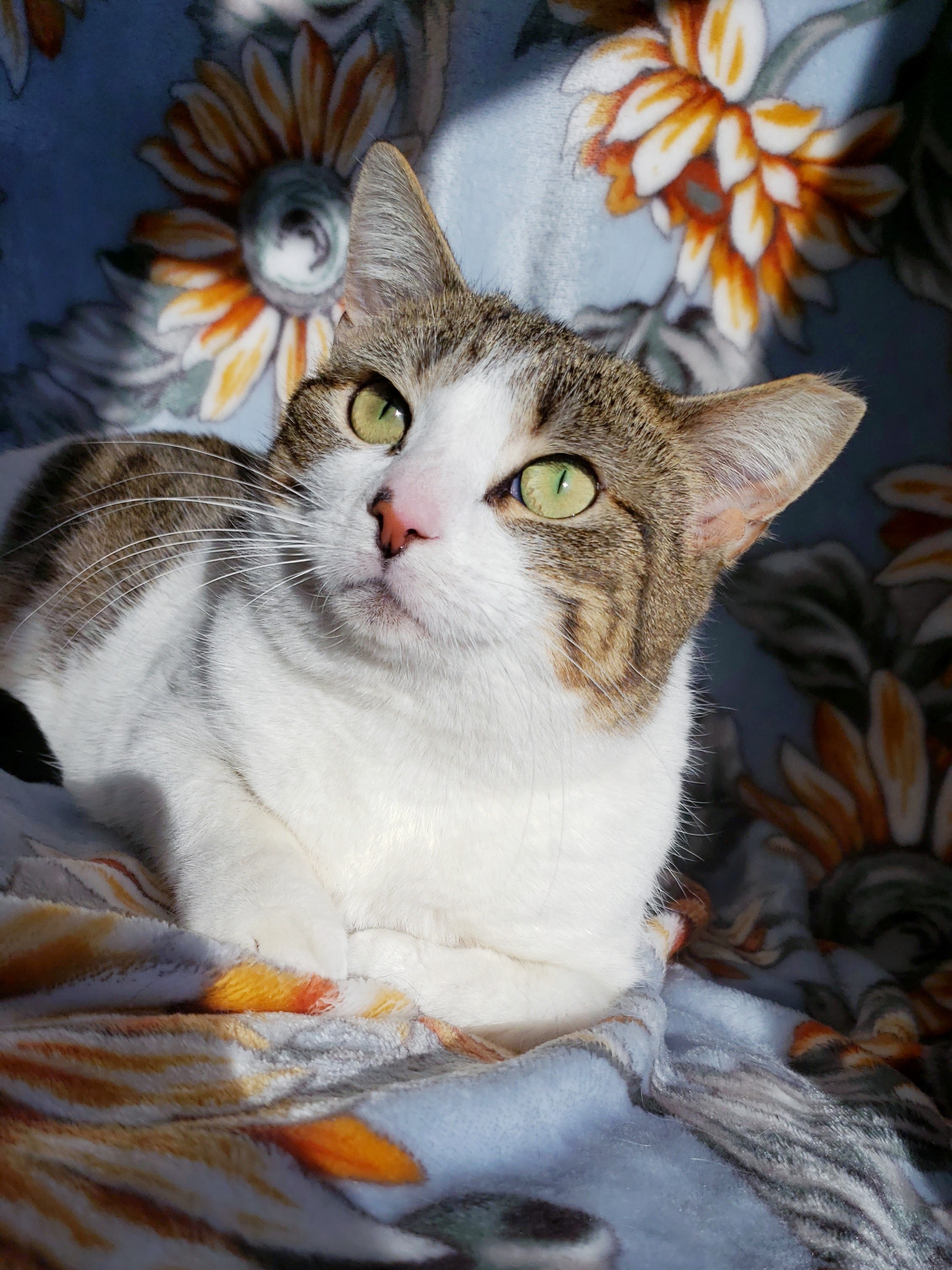 Figg, an adoptable Domestic Short Hair in Hornell, NY, 14843 | Photo Image 1