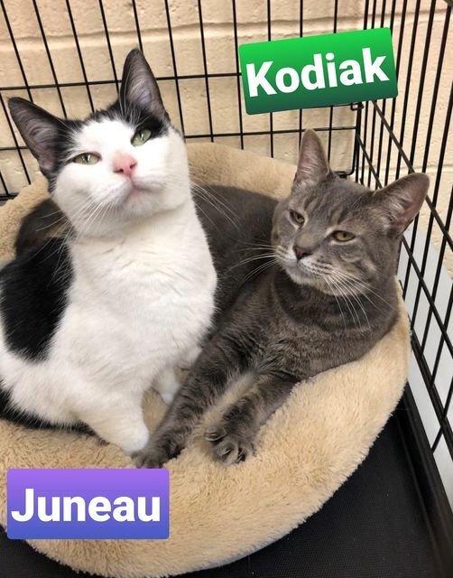 Kodiak & Juneau 2