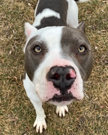 Leonardo, an adoptable Pit Bull Terrier in Grayslake, IL, 60030 | Photo Image 1