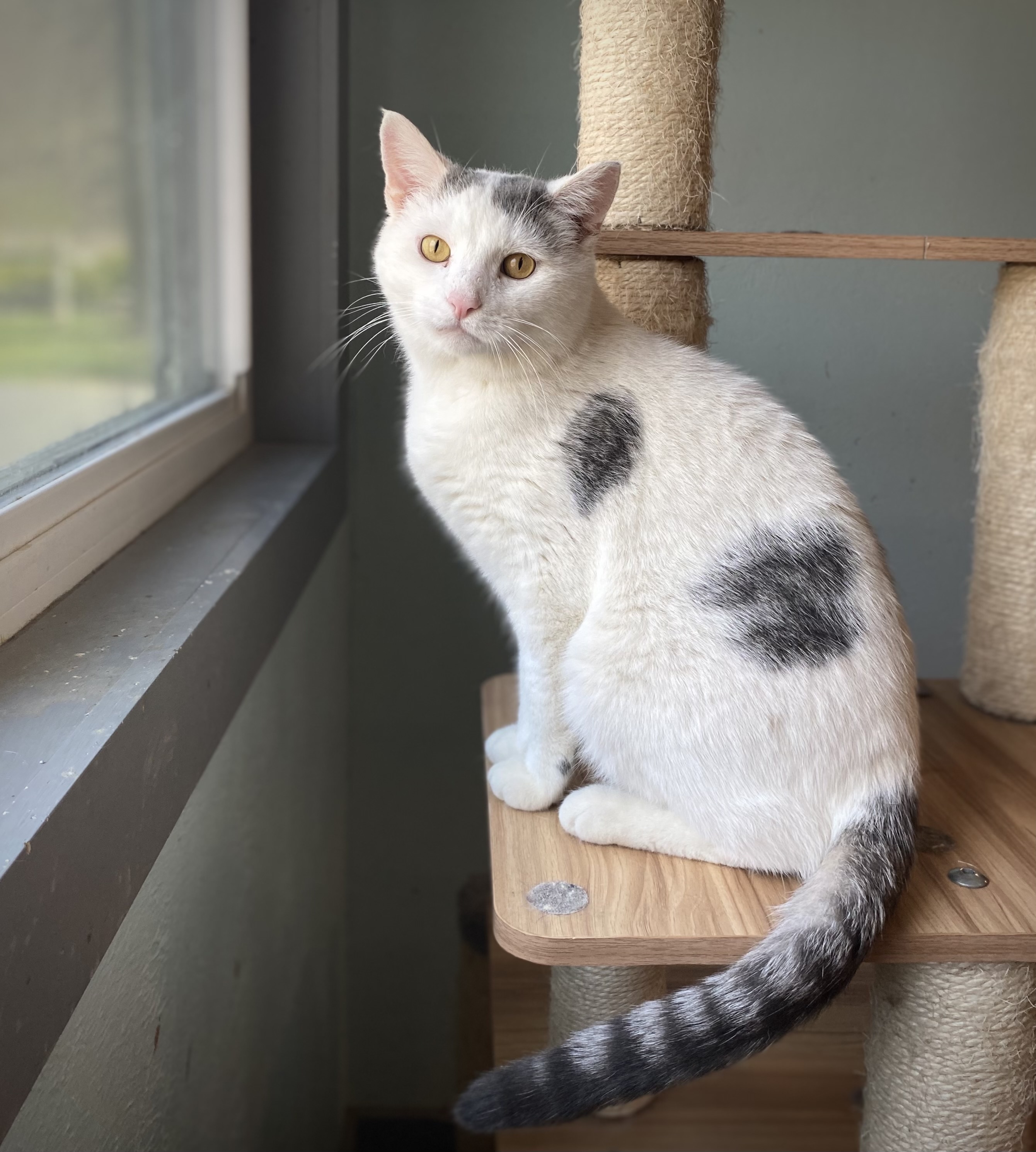 Sport, an adoptable Domestic Short Hair in New Cumberland, WV, 26047 | Photo Image 2