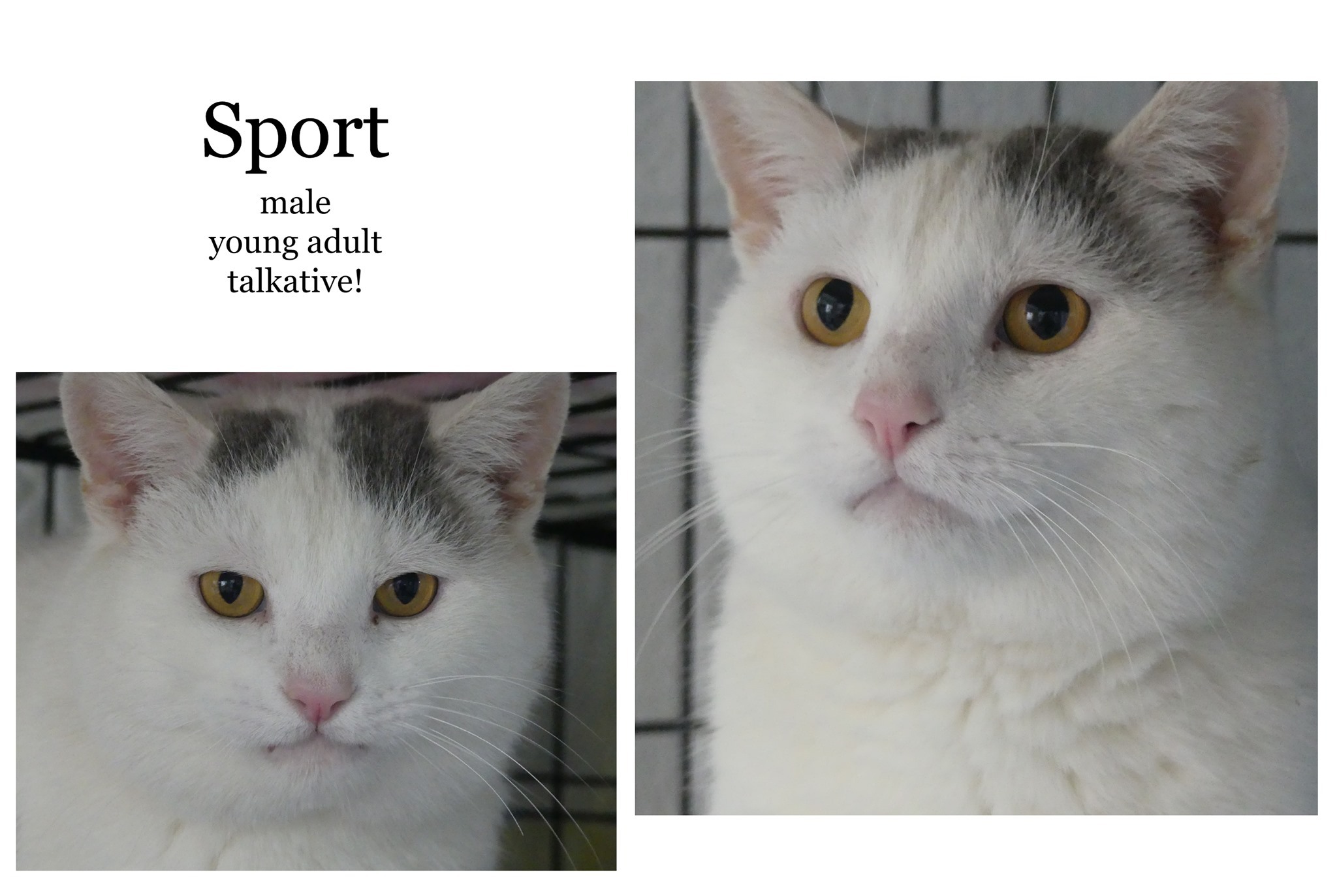 Sport, an adoptable Domestic Short Hair in New Cumberland, WV, 26047 | Photo Image 4