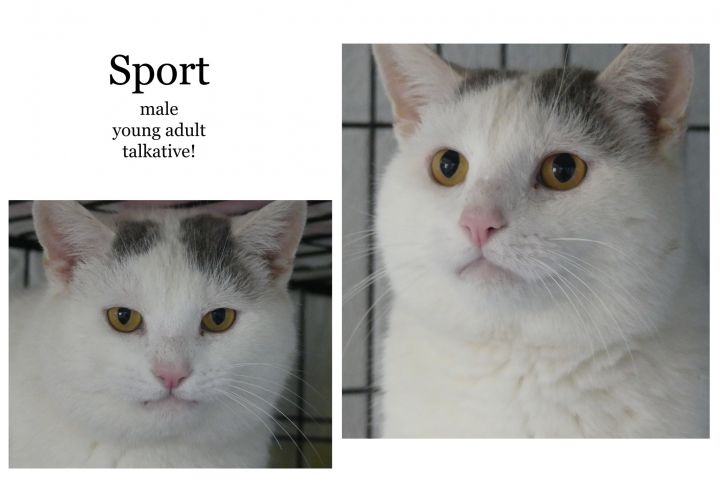 Sport, an adoptable Domestic Short Hair in New Cumberland, WV_image-4