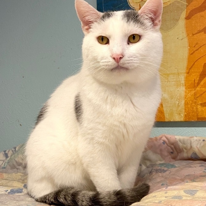 Sport, an adoptable Domestic Short Hair in New Cumberland, WV, 26047 | Photo Image 1