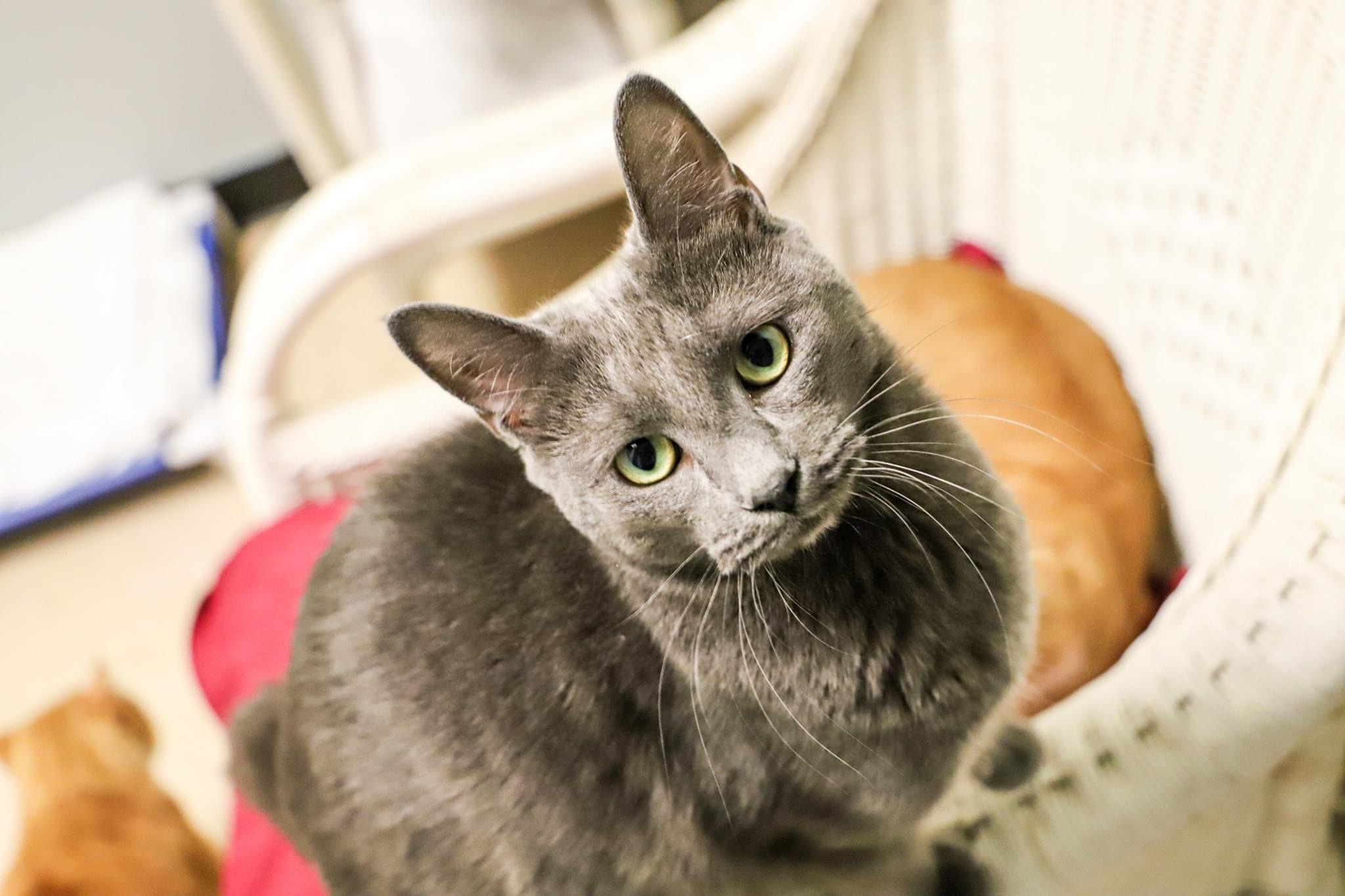 Cat for adoption Nugget, a Domestic Short Hair in Myrtle Beach, SC