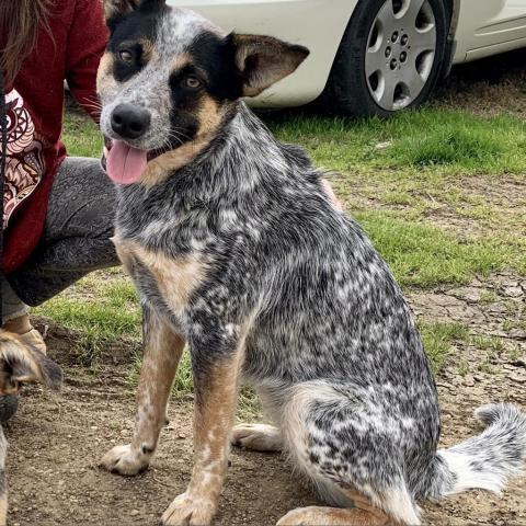 Cora, an adoptable Australian Cattle Dog / Blue Heeler in Dallas, TX, 75201 | Photo Image 1