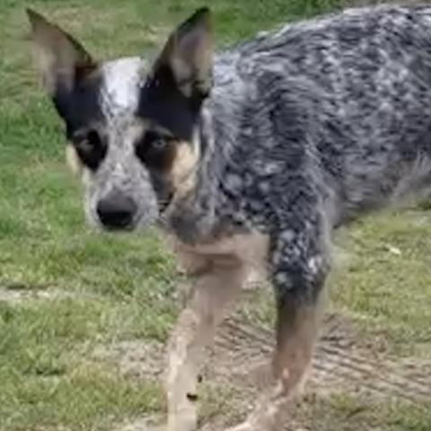 Cora, an adoptable Australian Cattle Dog / Blue Heeler in Dallas, TX, 75201 | Photo Image 2