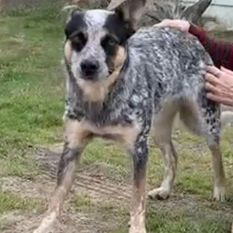 Cora, an adoptable Australian Cattle Dog / Blue Heeler in Dallas, TX_image-3