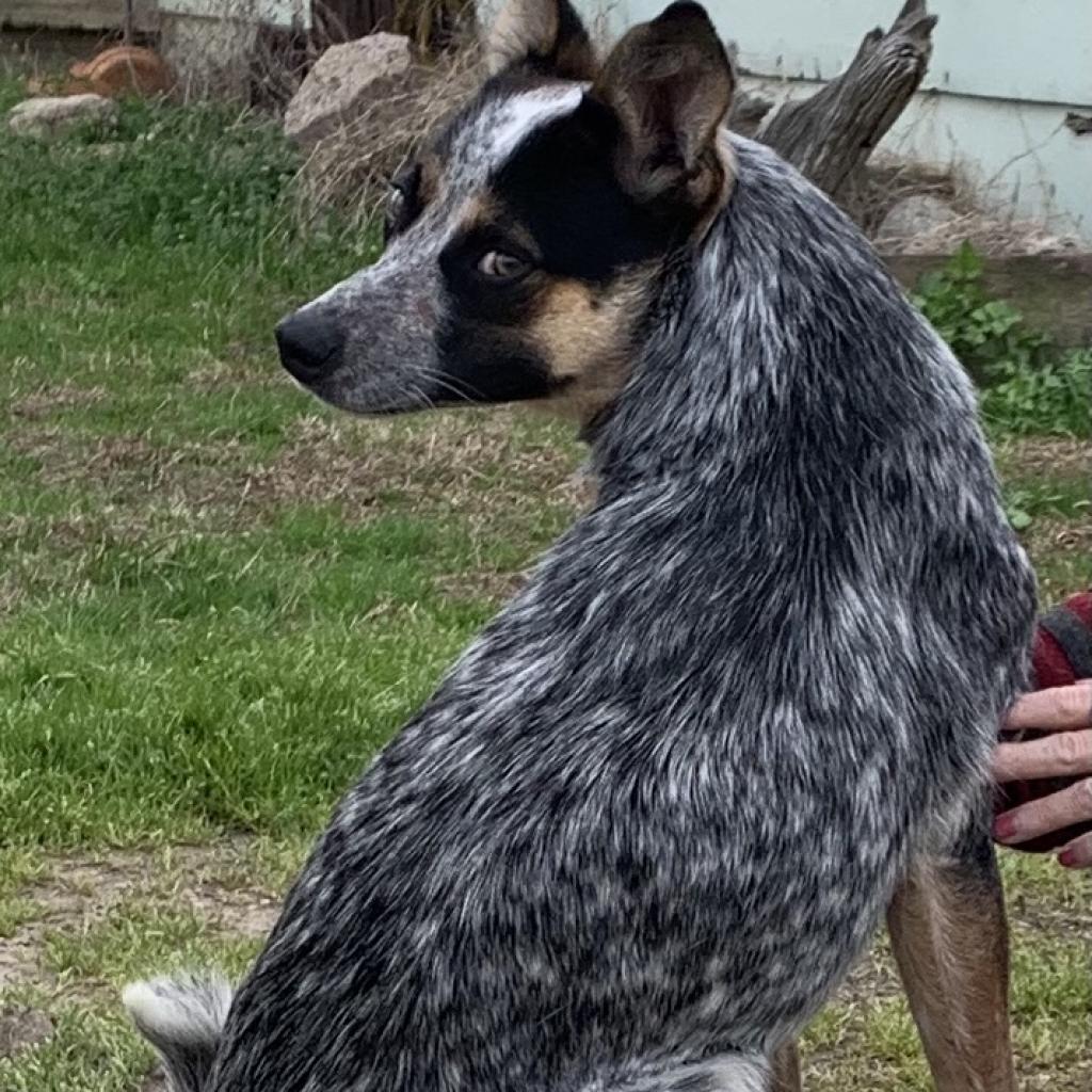 Cora, an adoptable Australian Cattle Dog / Blue Heeler in Dallas, TX, 75201 | Photo Image 4