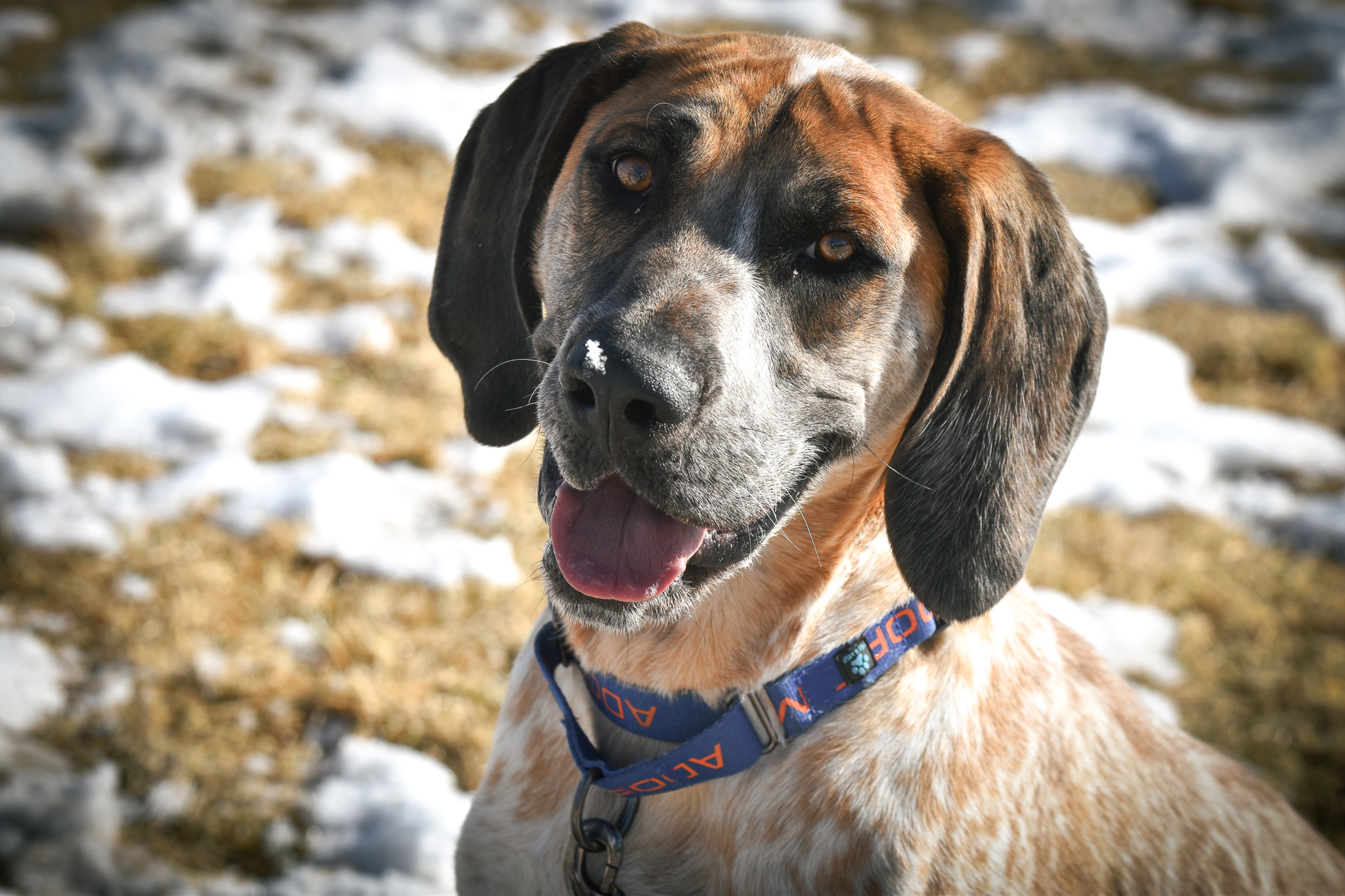 Major, an adoptable Hound in Pueblo, CO, 81001 | Photo Image 1