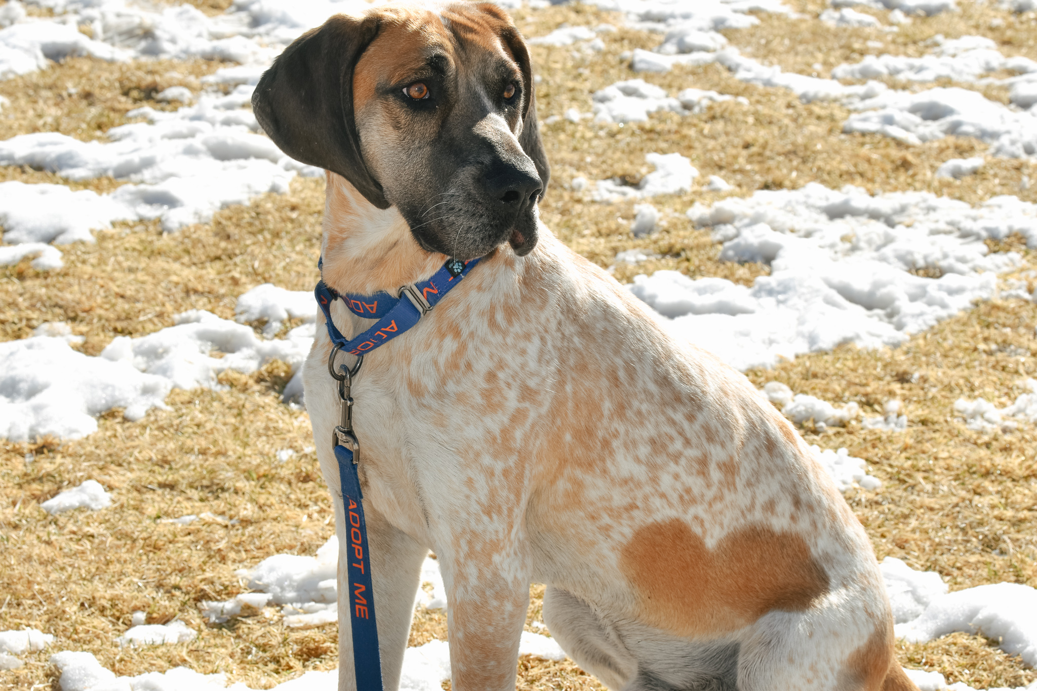 Major, an adoptable Hound in Pueblo, CO, 81001 | Photo Image 2