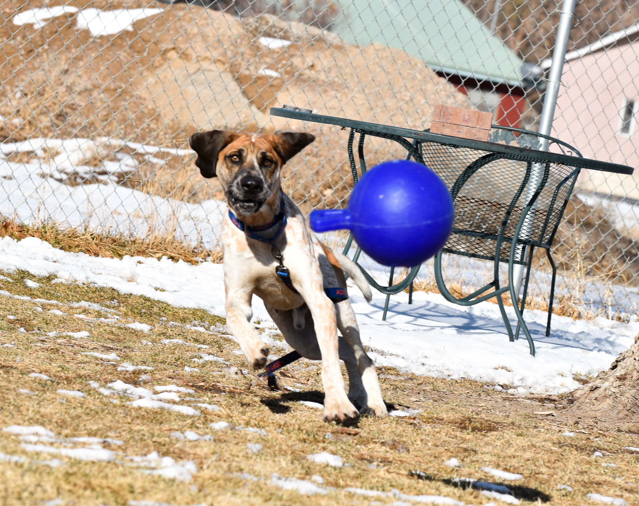 Major, an adoptable Hound in Pueblo, CO, 81001 | Photo Image 3