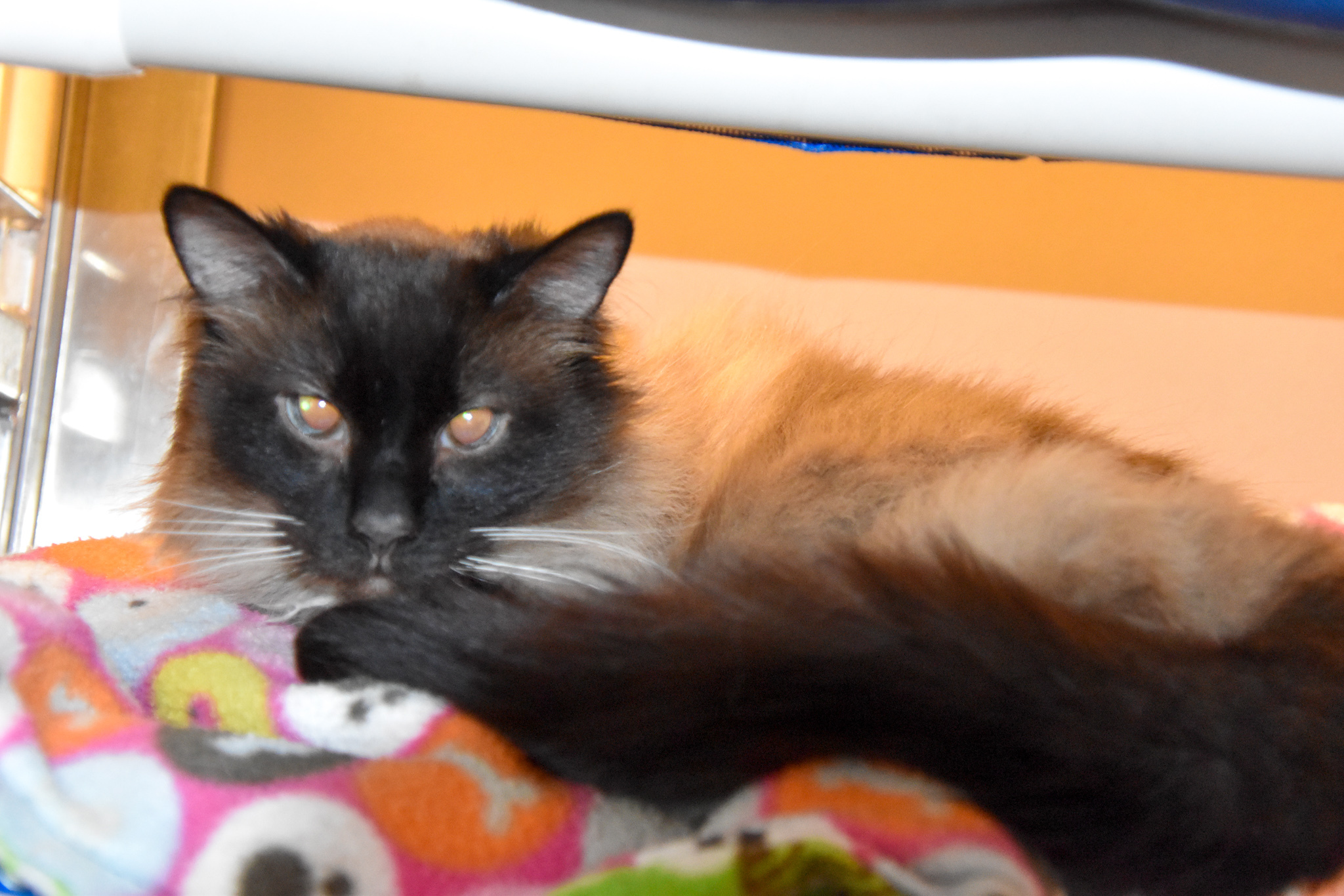 Tootsie , an adoptable Domestic Short Hair, Himalayan in Pueblo, CO, 81001 | Photo Image 4