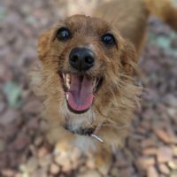 animal shelters las cruces nm on Dog For Adoption Bessie A Wirehaired Dachshund Mix In Las Cruces Nm Petfinder